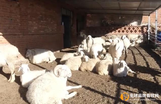 中羊集团-贵族牧场 春季养羊五个注意事项